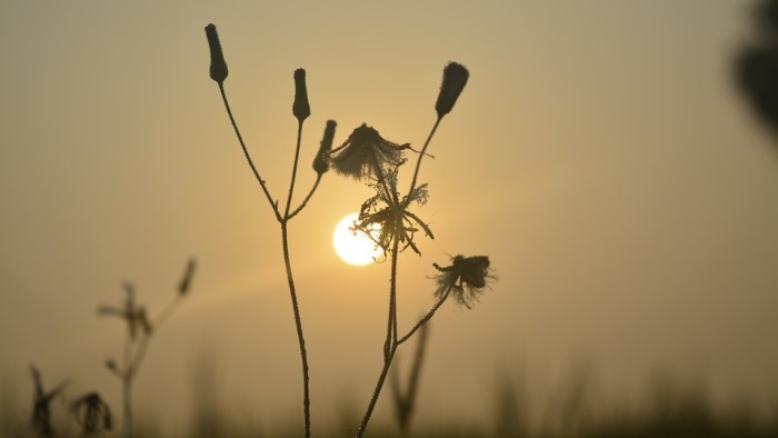 Ánh rạng ngày xuân lúc ban sơ