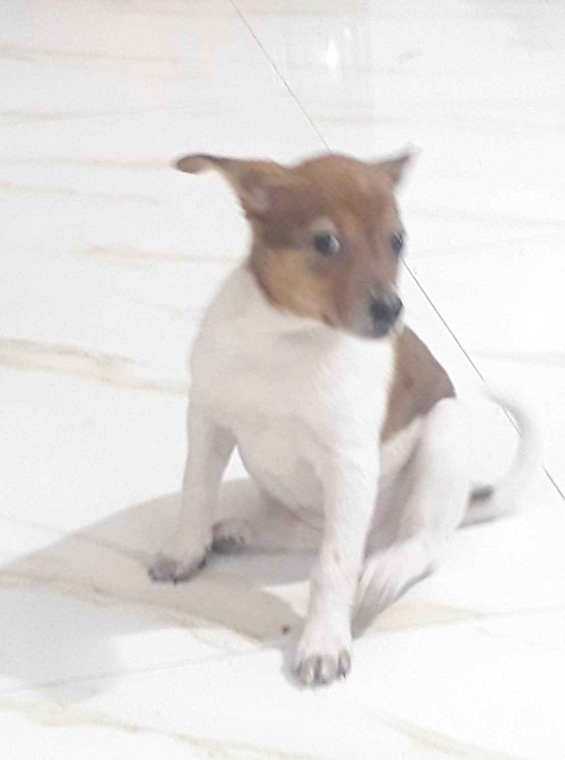 Sen giữa trời Đông