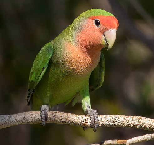Lovebird