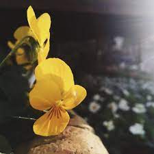 Đỗ Trí Tiến 