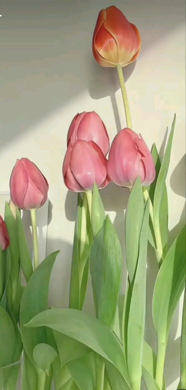 an_26