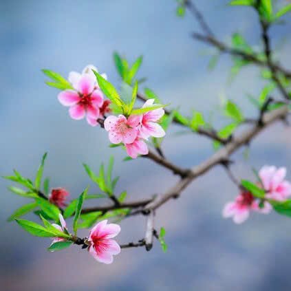 Thu Hải Đường