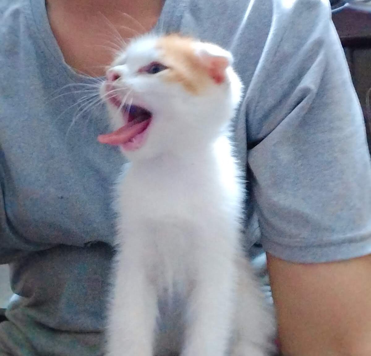 Đông Phương