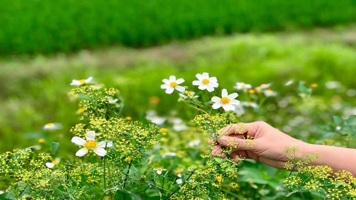 Sống như hoa dại