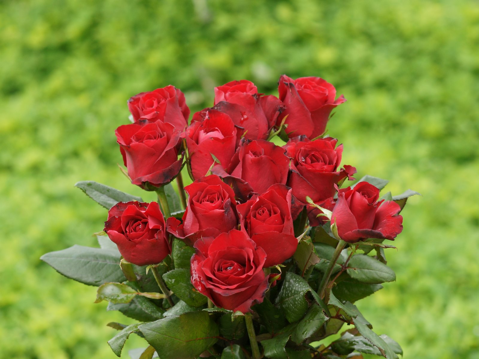 rose