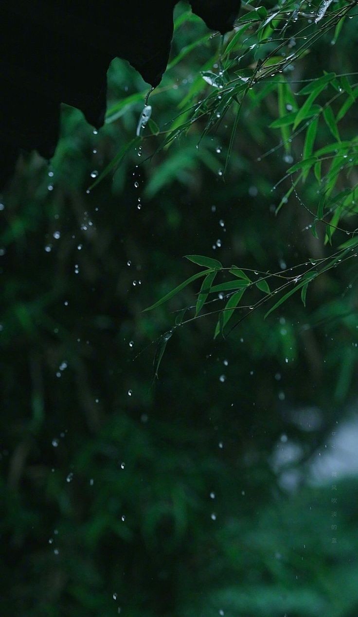 Thụy Vũ 