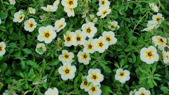 Loài hoa nở giữa lặng thầm