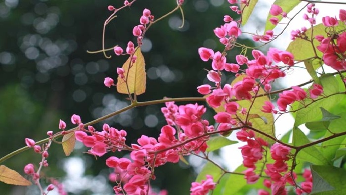 Nhà có hoa Tigon (Phần 1)